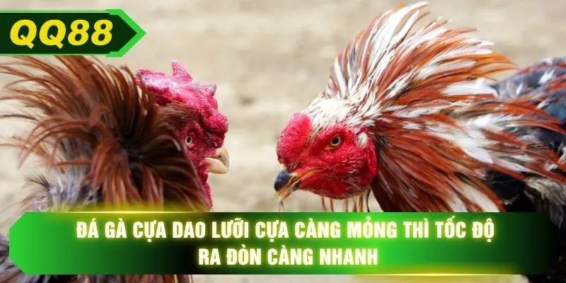 Đá gà cựa dao lưỡi cựa càng mỏng thì tốc độ ra đòn càng nhanh