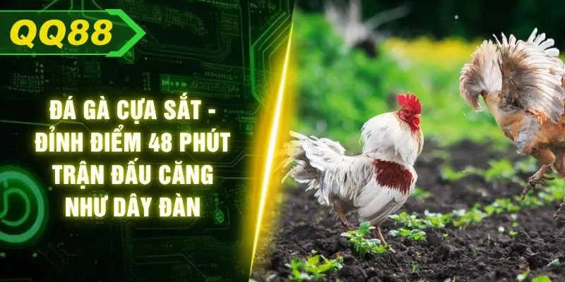 Đá Gà Cựa Sắt - Đỉnh Điểm 48 Phút Trận Đấu Căng Như Dây Đàn
