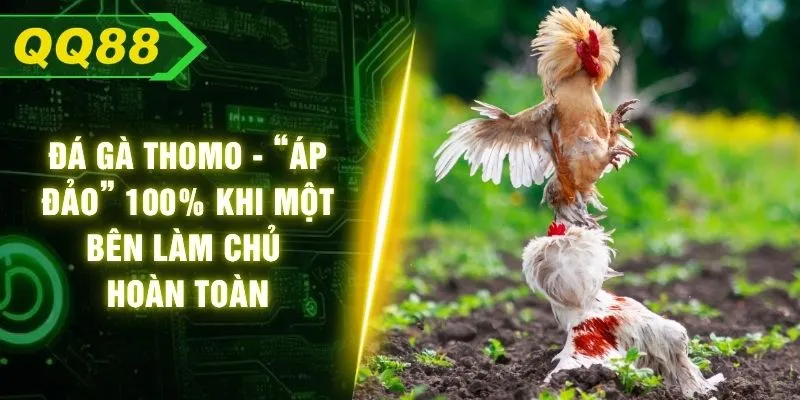 Đá Gà Thomo - “Áp Đảo” 100% Khi Một Bên Làm Chủ Hoàn Toàn