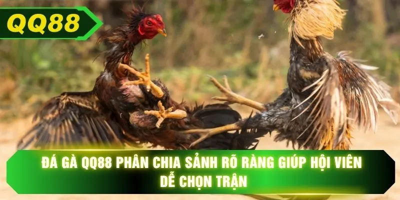 Đá gà QQ88 phân chia sảnh rõ ràng giúp hội viên dễ chọn trận