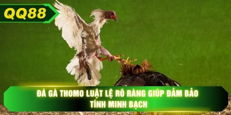 Đá gà Thomo luật lệ rõ ràng giúp đảm bảo tính minh bạch